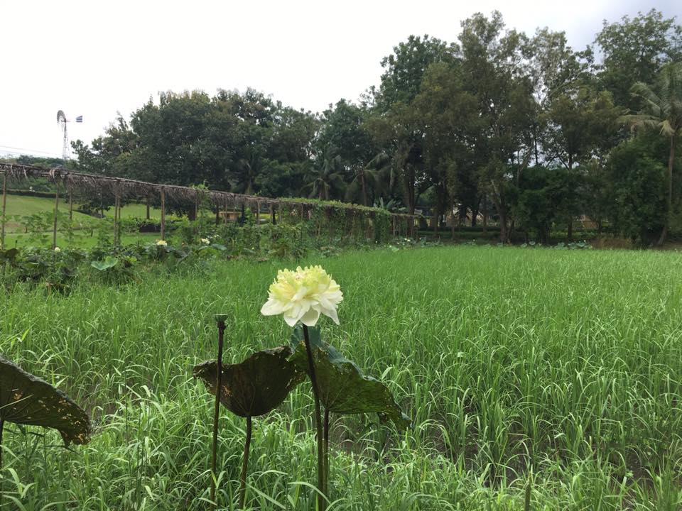ภาพที่ 1