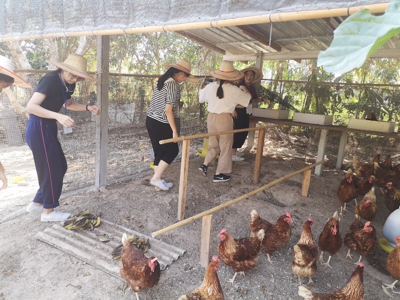 เลี้ยงไก่ไข่