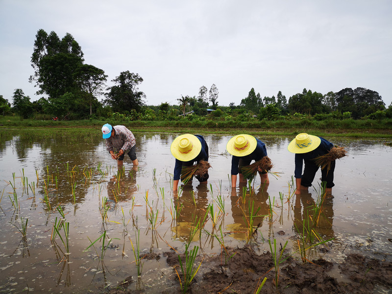 ภาพที่ 8