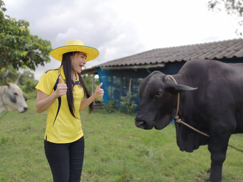 ภาพที่ 20